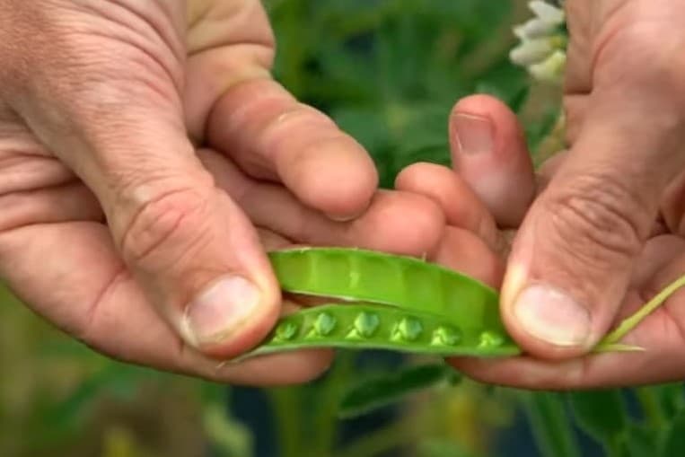 Onder de naam 'Lekker Lupine' wordt geprobeerd om de om de lupineboon, een voedzaam, eiwitrijk gewas, meer bekendheid te geven.