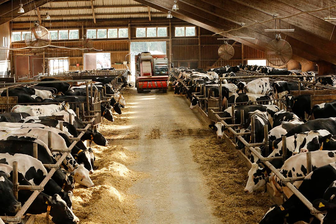 Melkveebedrijf op het Duitse eiland Rügen. Net zoals in Nederland, steeg ook de melkprijs in Duitsland. - Foto: Henk Riswick