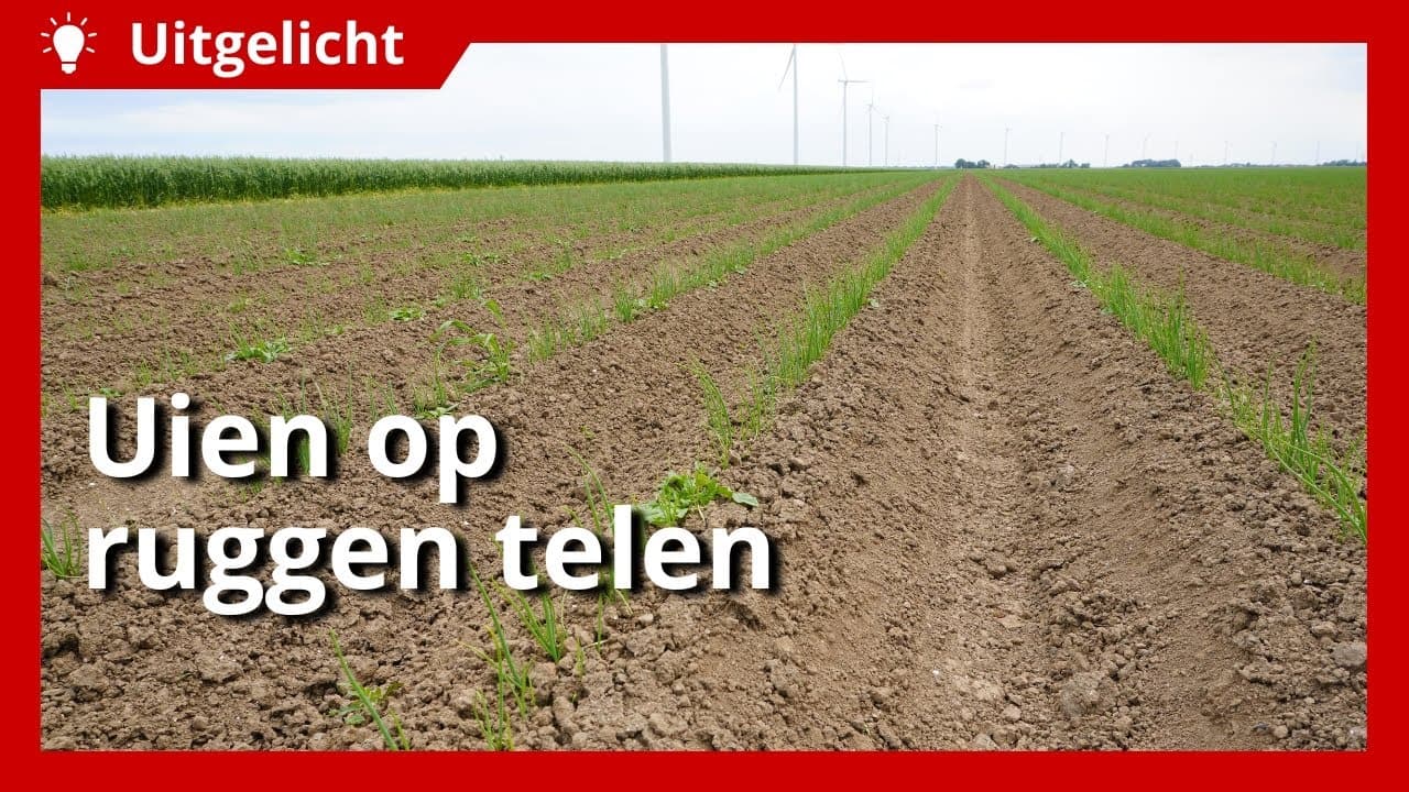 Uitgelicht | Uienteelt op ruggen vergroot weerbaarheid tegen weersextremen