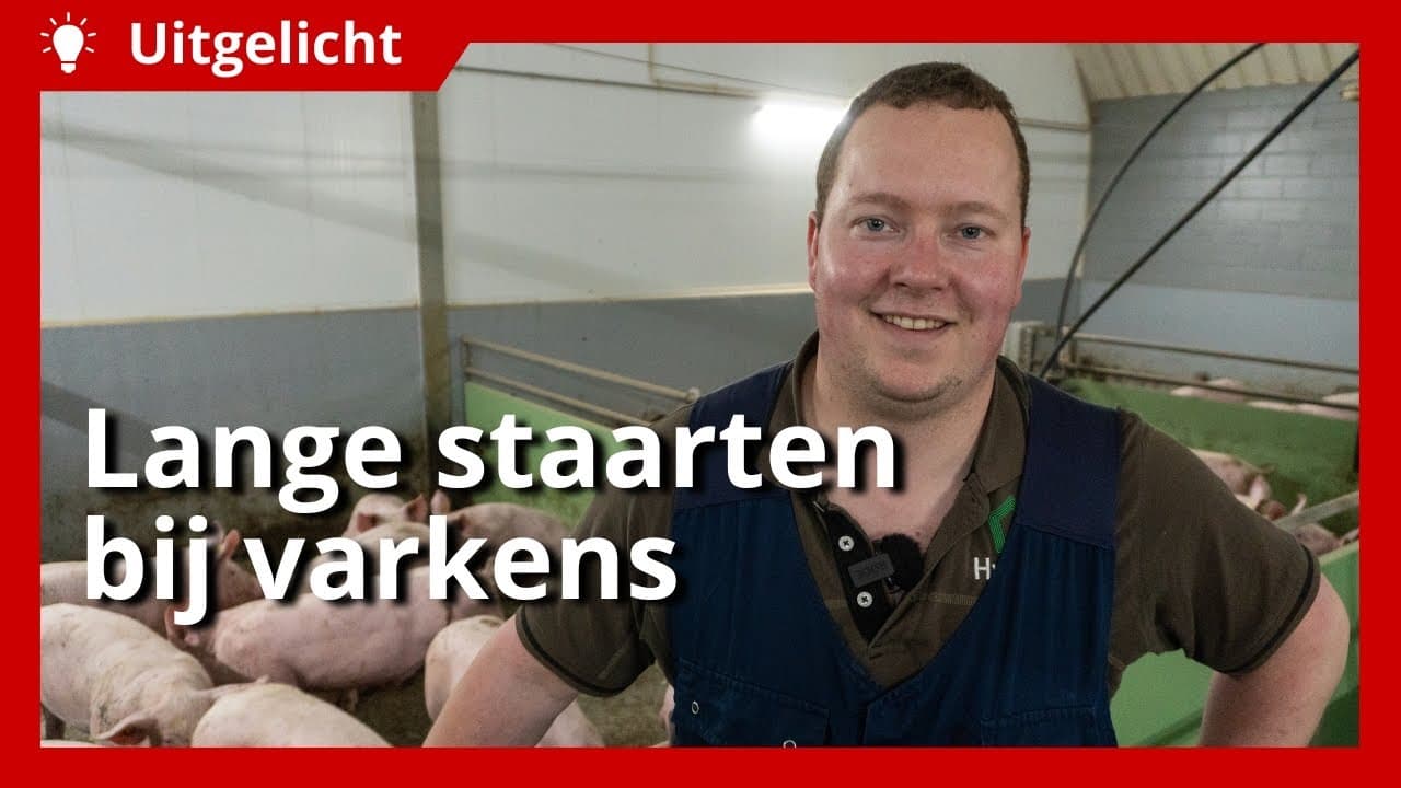 Uitgelicht | Varkens met lange staarten succesvol houden