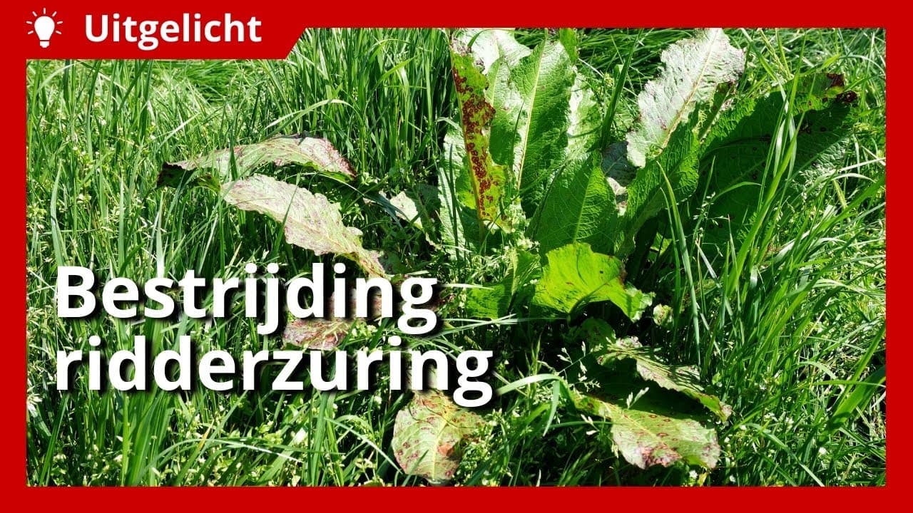 Uitgelicht | Ridderzuring bestrijden in grasland: hoe doe je dat?