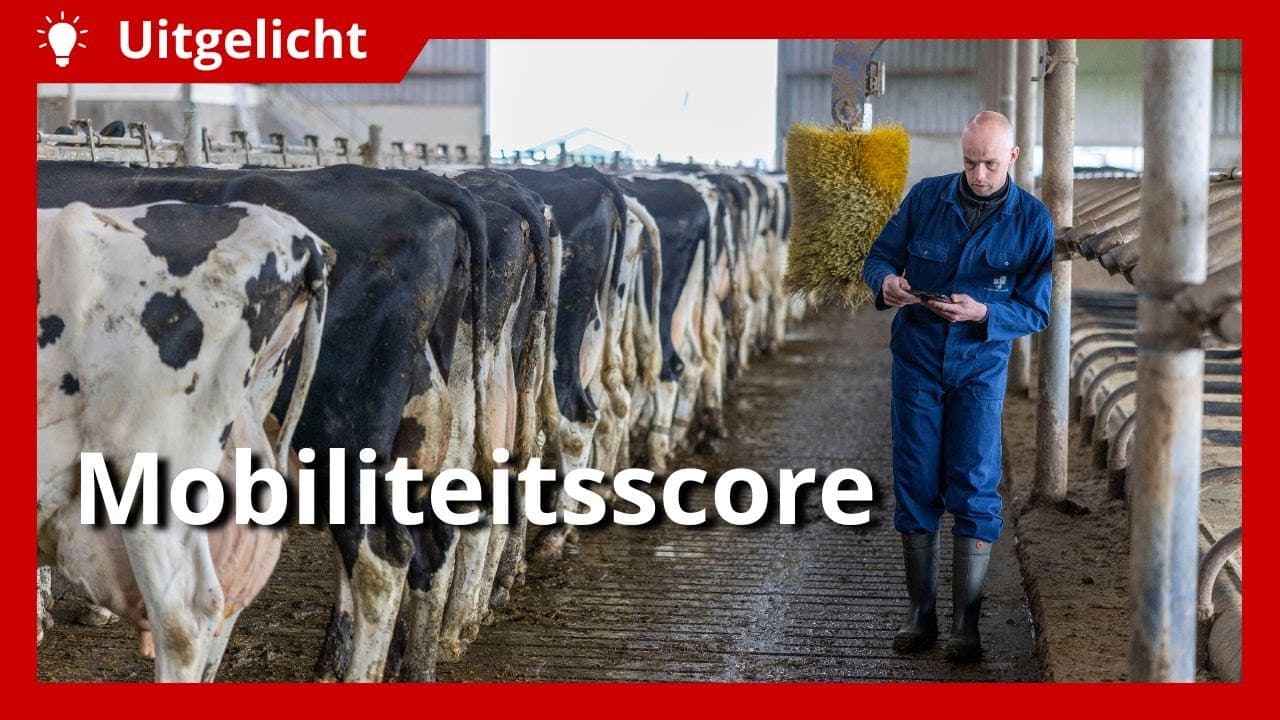 Uitgelicht | Verplichte mobiliteitsscore helpt klauwproblemen te voorkomen