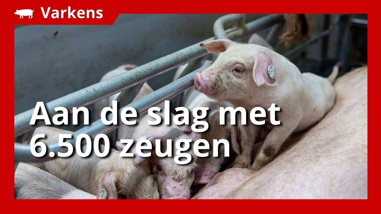 VIDEO | Meer biggen met duidelijk dekstalbeleid