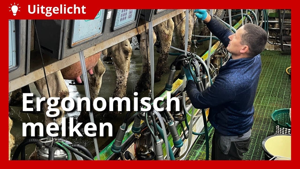 Uitgelicht | Ergonomisch melken: hoe voorkom je klachten?