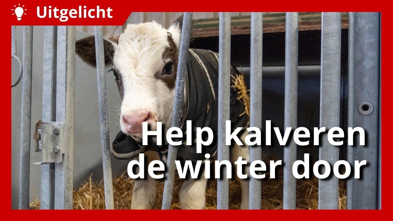 Uitgelicht | Extra aandacht voor kalveren bij koude temperaturen