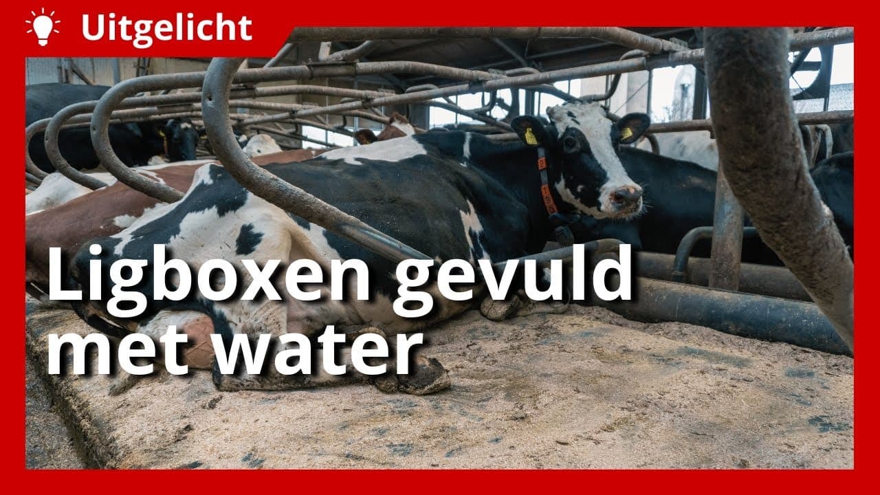 Uitgelicht | Ligbox met water vormt zich naar houding koe