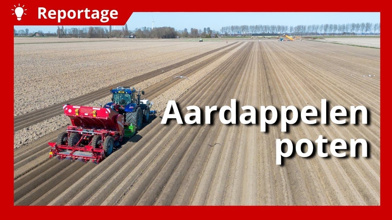 Video | 14 hectare Markies-aardappelen gepoot in één werkgang