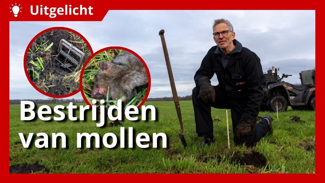 Uitgelicht | Mollen vangen: hoe en waar kun je het best een mollenklem plaatsen?