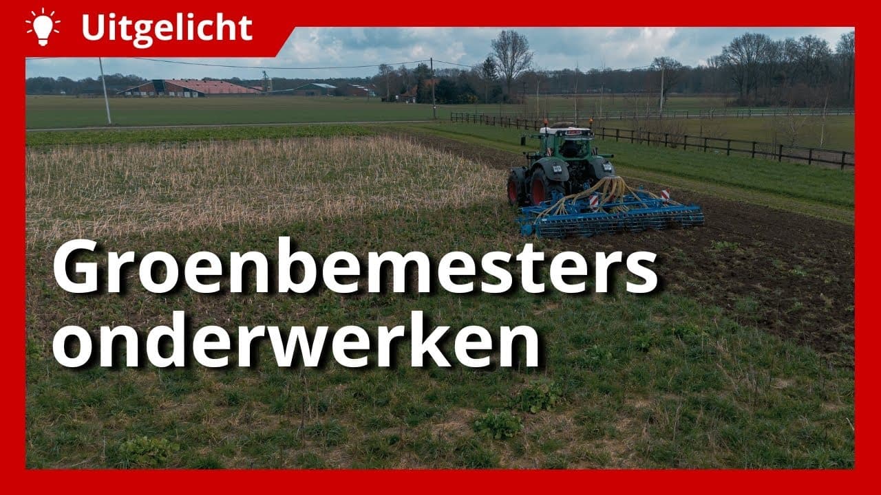 Uitgelicht | Groenbemesters onderwerken: waar moet je op letten?