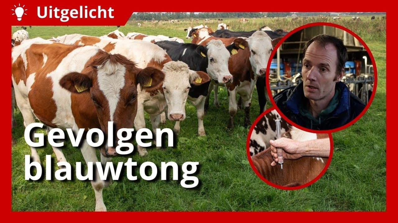 Uitgelicht | Gevolgen blauwtongvirus: forse impact op melkproductie en meer