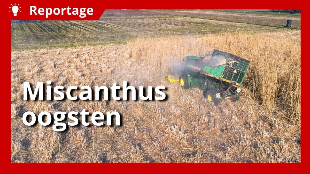 Video | Efficiënte oogst van miscanthus met aangepaste hakselaar