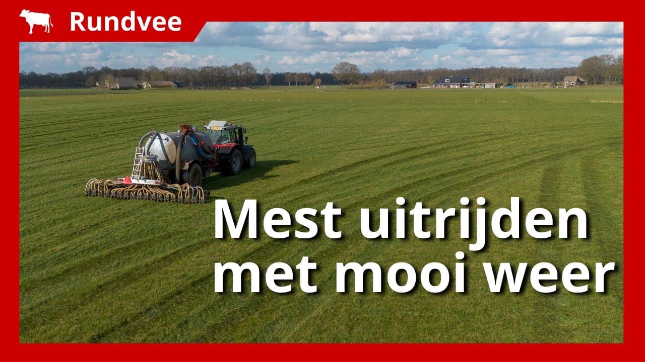 Video | Mest uitrijden onder mooie omstandigheden bij veehouder Groot Koerkamp
