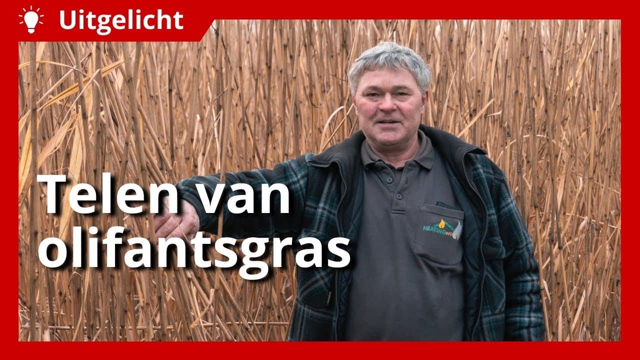 Uitgelicht | Hoe interessant is het telen van olifantsgras?