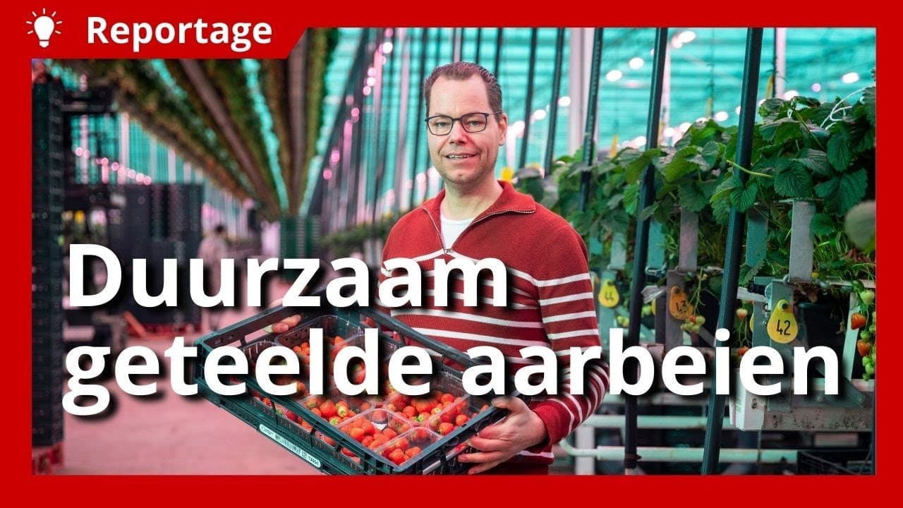 Video | Duurzaam geteelde aardbeien van Nederlandse bodem