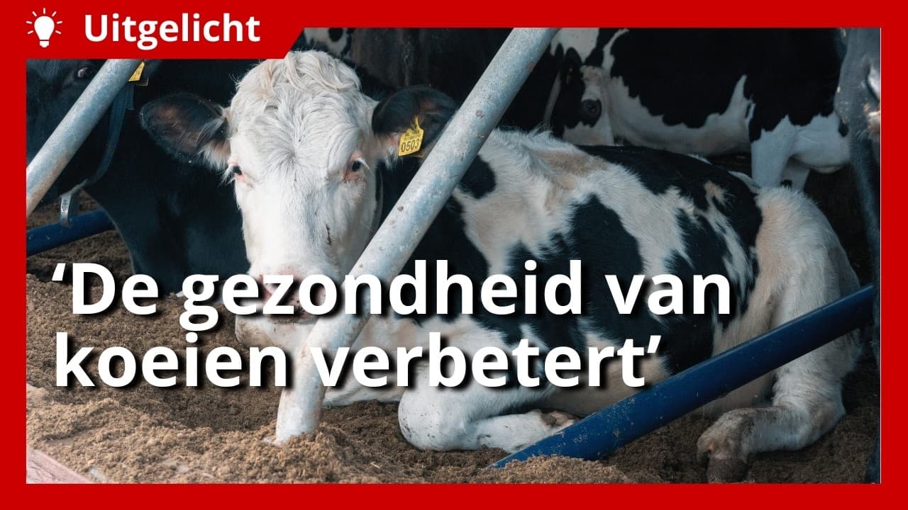 Uitgelicht | Biobedding: eigen mest scheiden en hergebruiken als boxstrooisel
