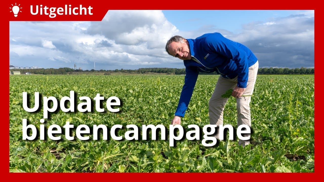 Uitgelicht | Update bietencampagne en tips voor het rooien van suikerbieten