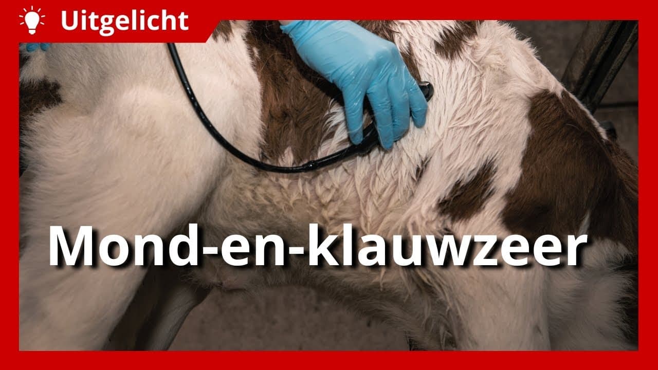 Uitgelicht | Mond-en-klauwzeer: preventie en symptomen bij dieren herkennen