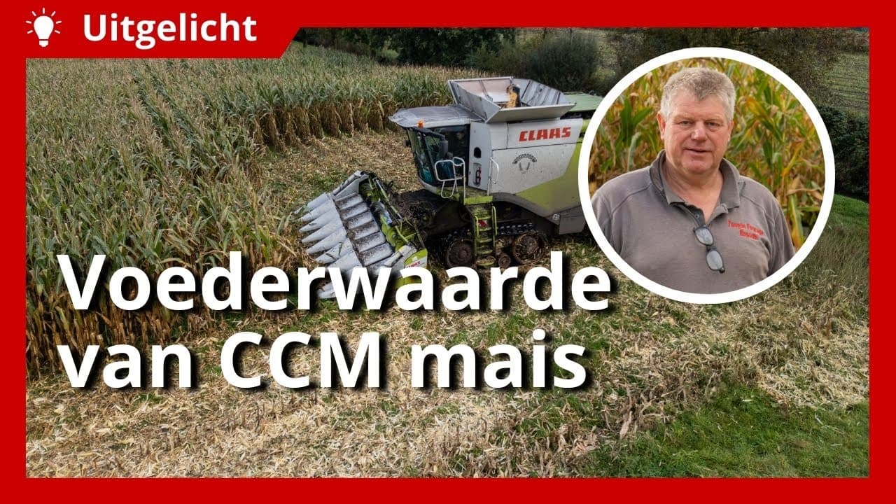 Uitgelicht | CCM mais in de praktijk: voederwaarde en tips voor beste voer