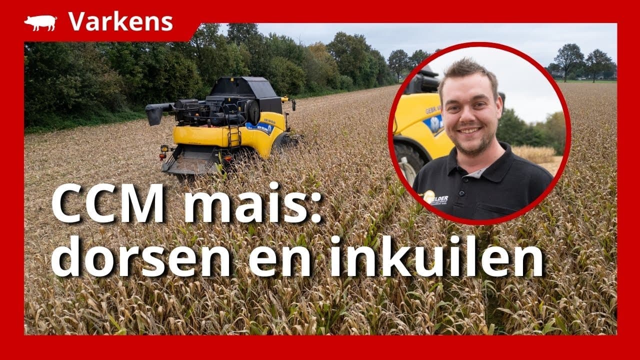 CCM mais: dorsen en inkuilen door loonbedrijf Gebr. Van Gelder