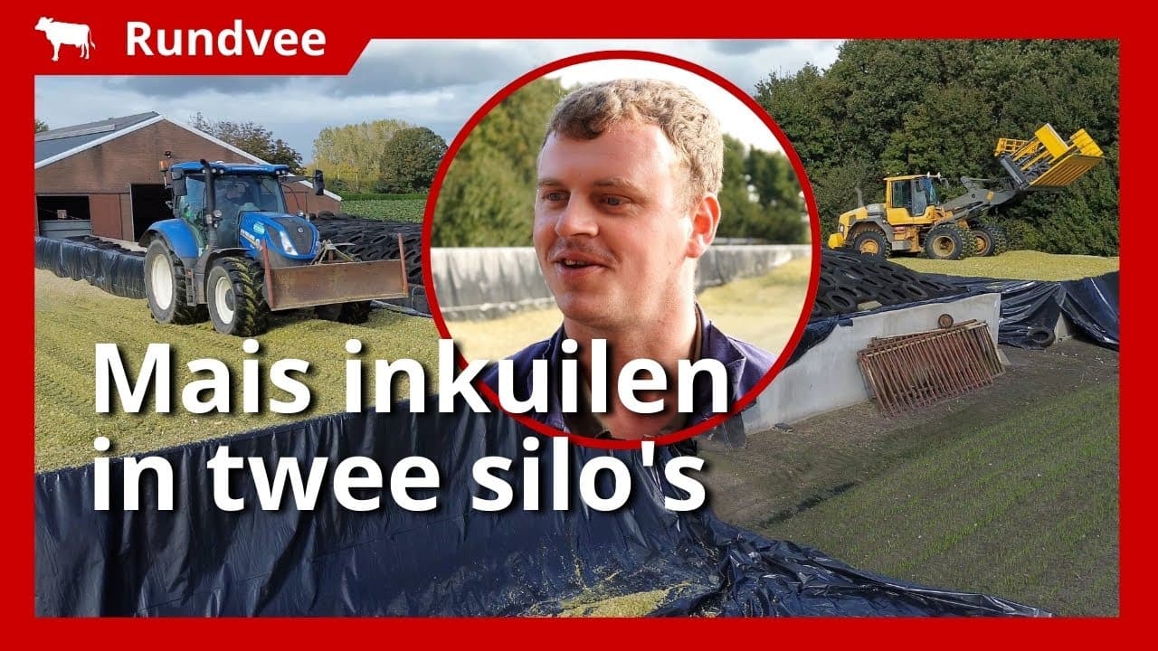 Video | 22 hectare mais hakselen en inkuilen in twee silo’s
