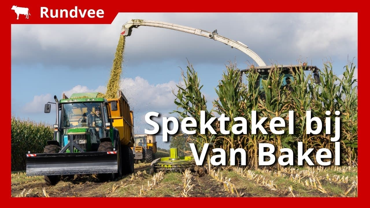 Video | 4 meter hoge mais hakselen tijdens Spektakel bij Van Bakel