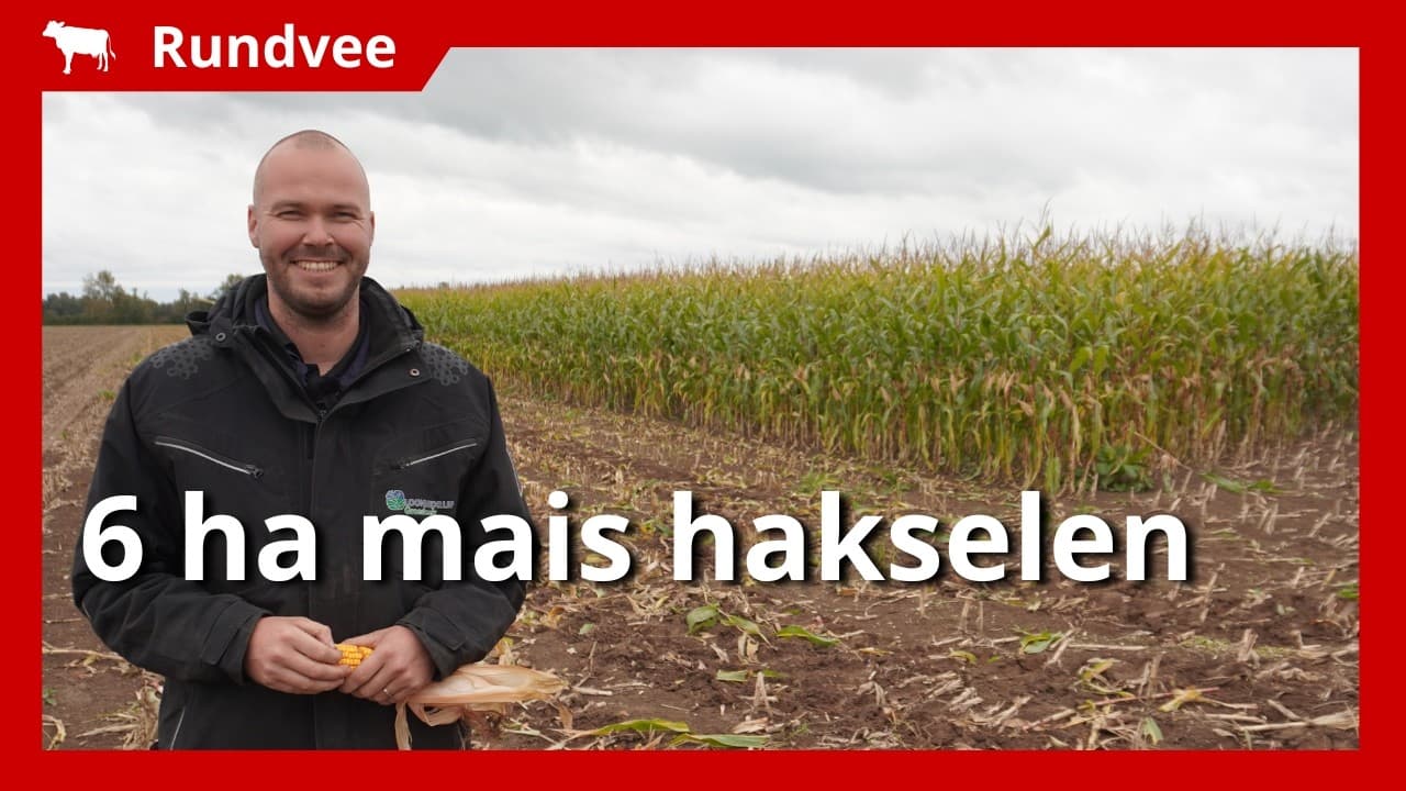Video | Succesvolle maisoogst in Ooijpolder naar Brabant vervoerd