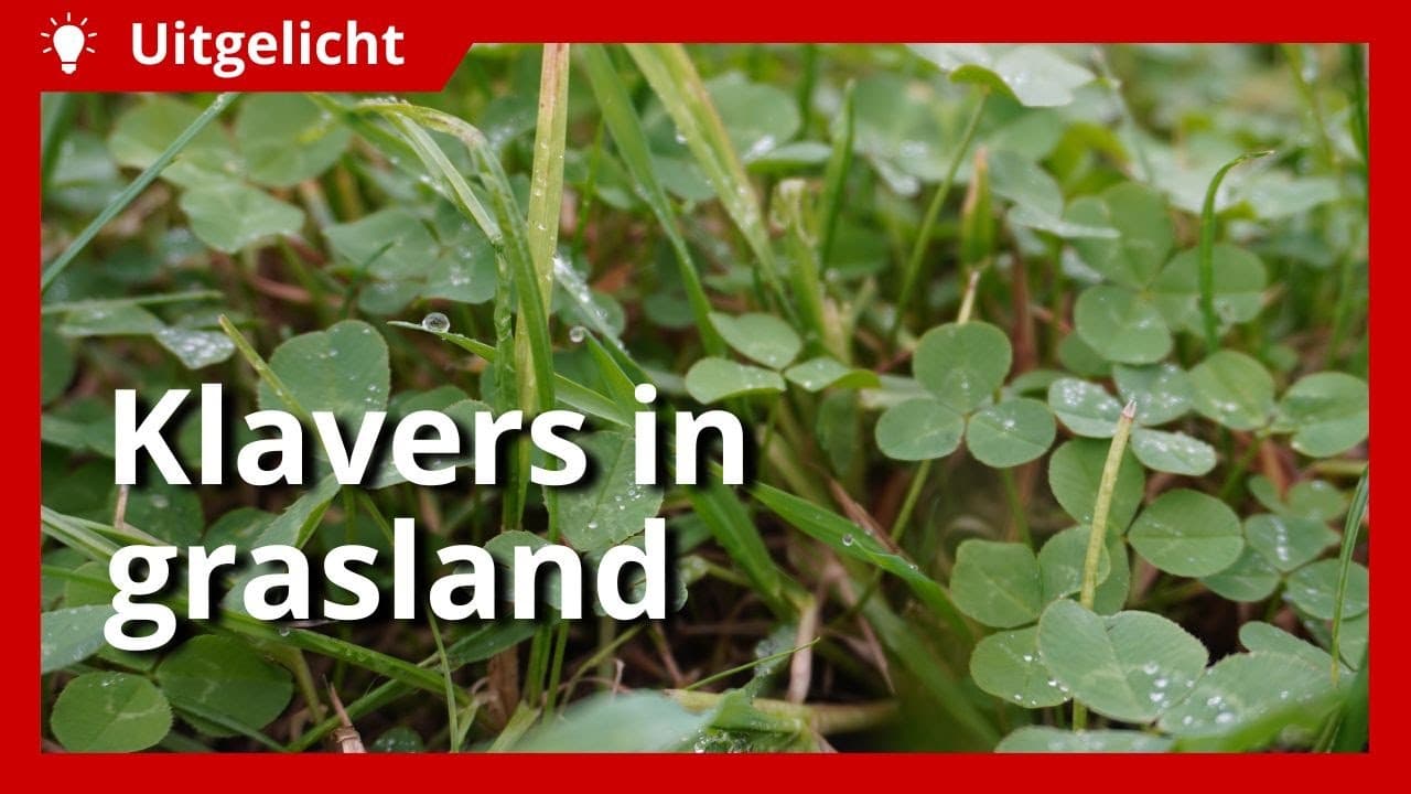 Uitgelicht | Zo houd je balans tussen gras en klaver in grasland
