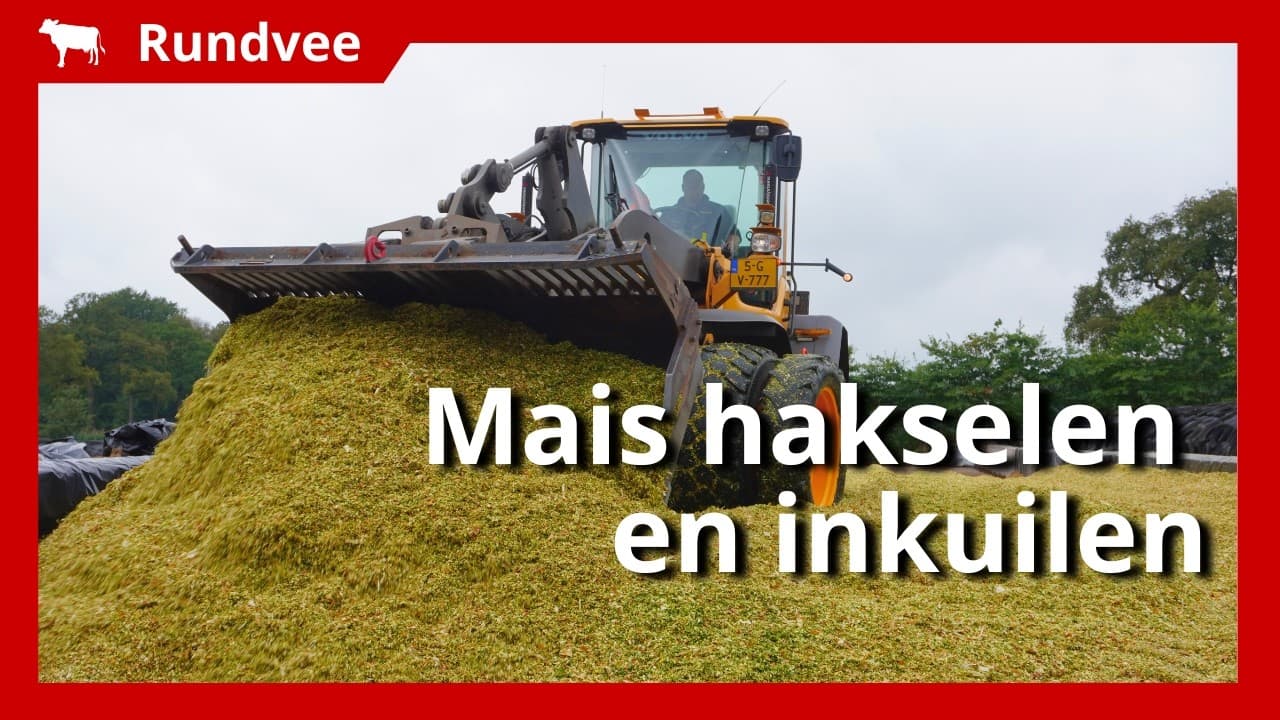Video | 5 hectare mais hakselen en inkuilen