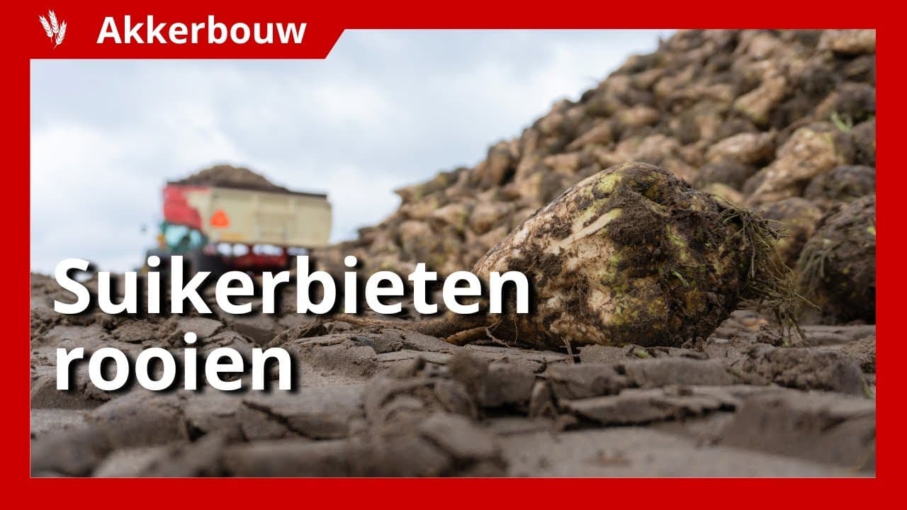 Video | Oogsten van suikerbieten tussen de buien door