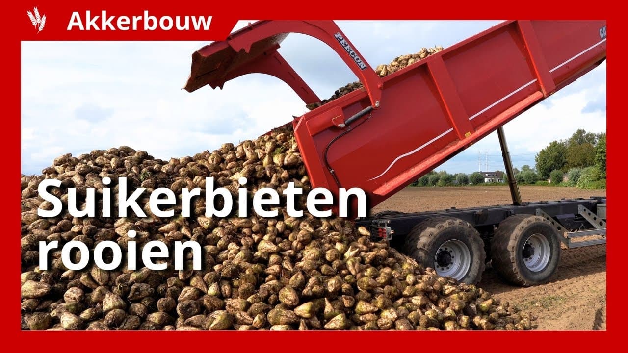 Video | Suikerbietenoogst: lichte zandgrond biedt uitkomst na nat voorjaar