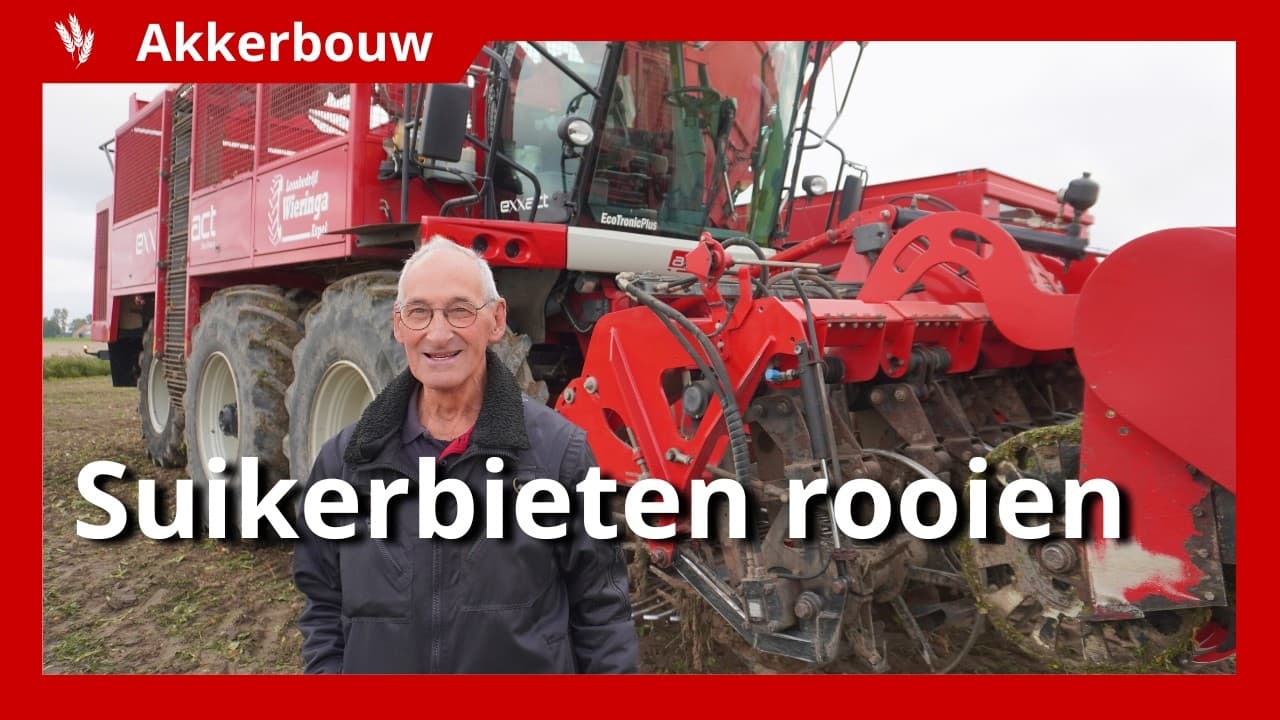 Video | Suikerbieten rooien in de Noordoostpolder