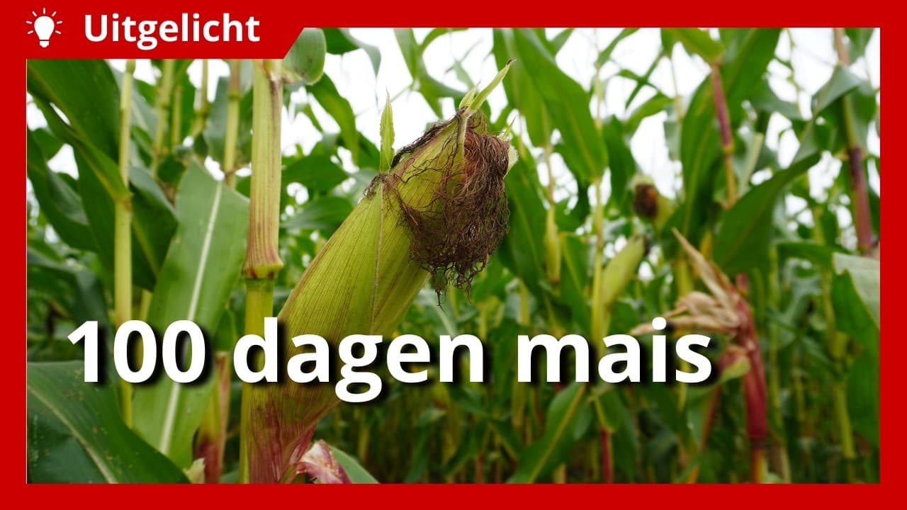 Uitgelicht | Voor- en nadelen van 100 dagen mais
