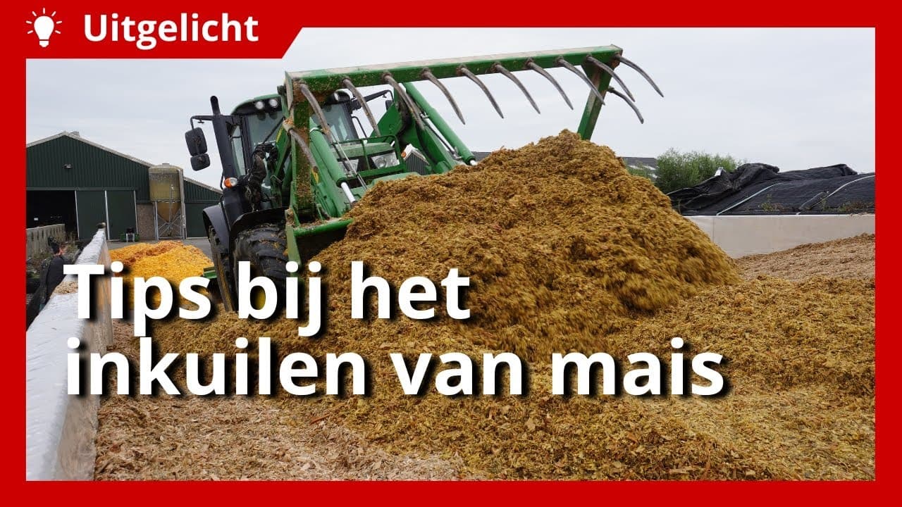 Uitgelicht | Met deze tips succesvol inkuilen van mais