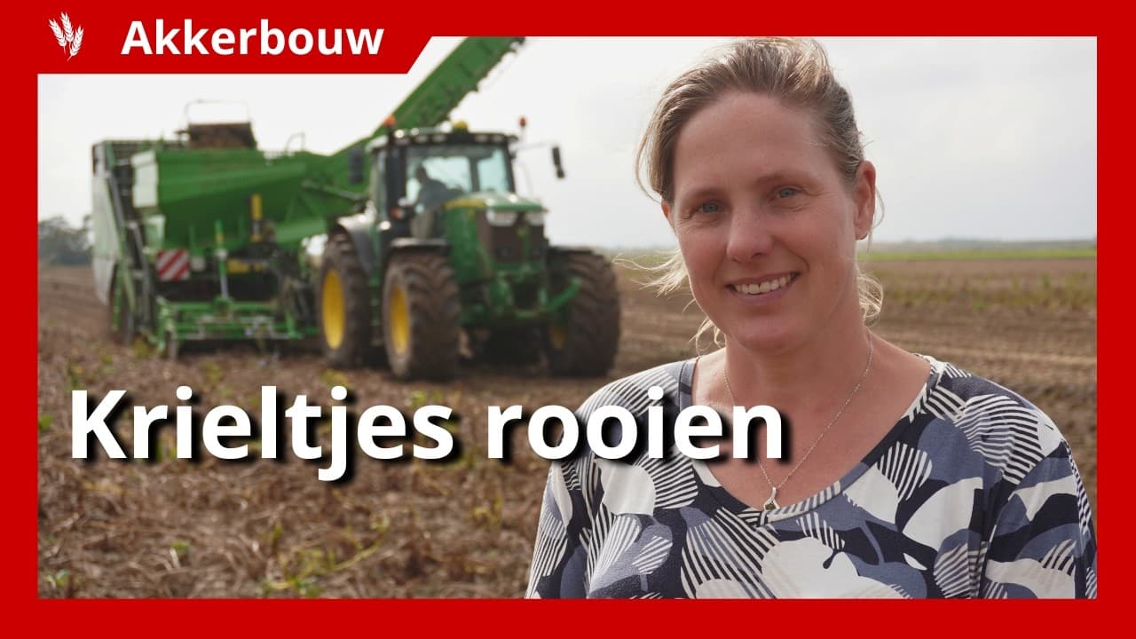 Video | Aardappelen rooien in Tholen