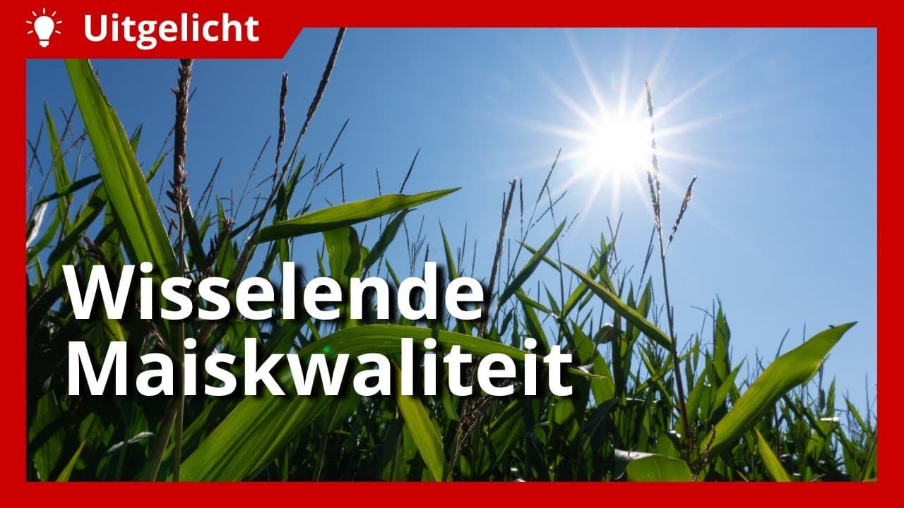 Uitgelicht | Omgaan met wisselende maiskwaliteit