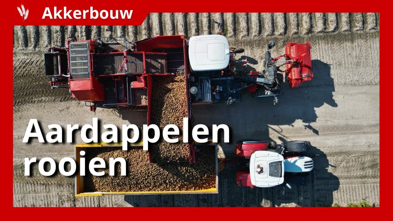 Video | Aardappelen rooien onder goede omstandigheden