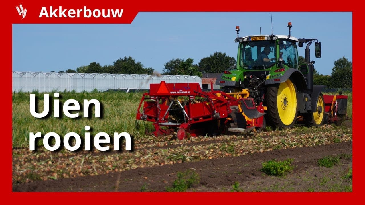 Video | Uien rooien verloopt naar tevredenheid