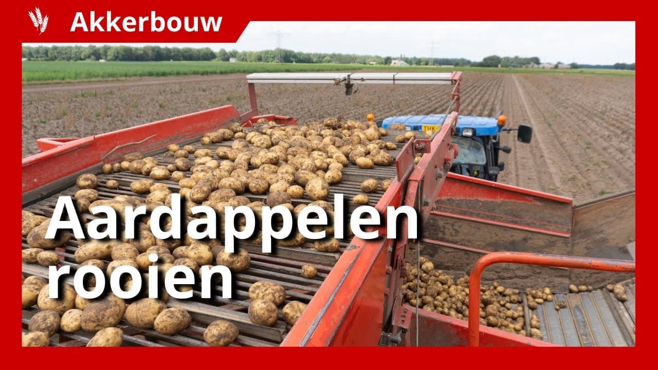 Video | Vroege fritesaardappelen rooien