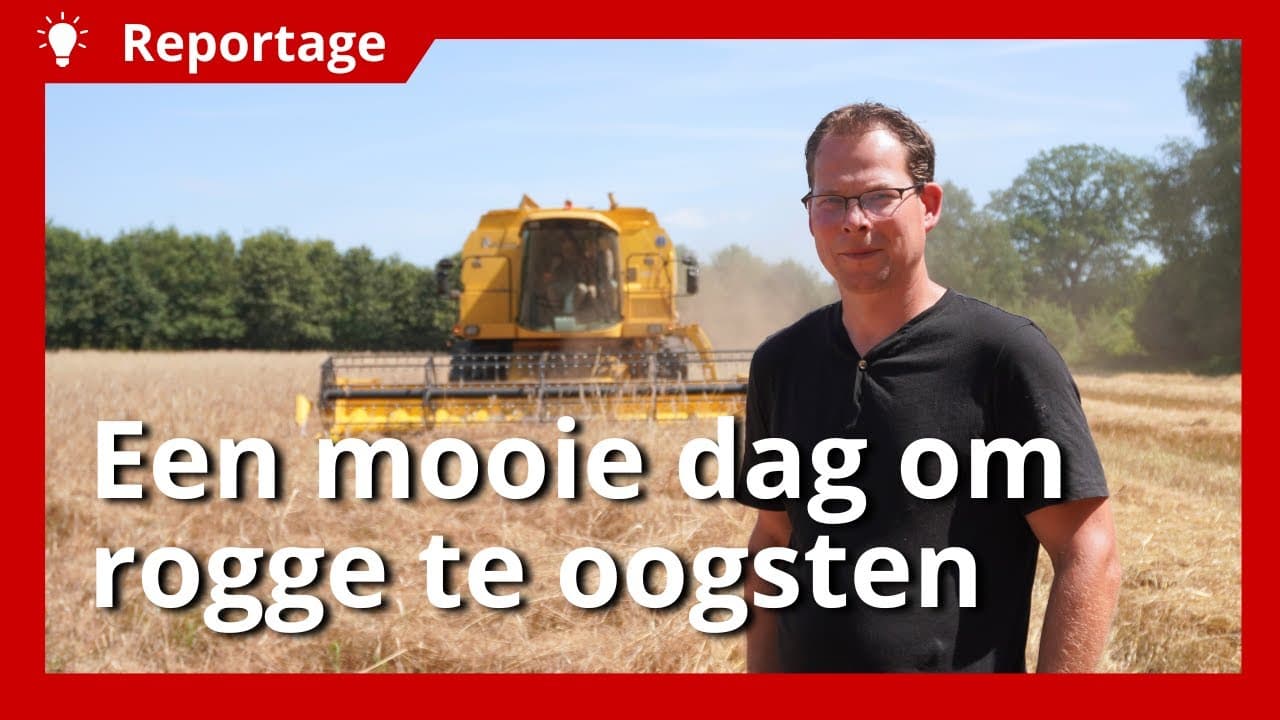 Video | Goede omstandigheden tijdens het graanoogsten in Olst