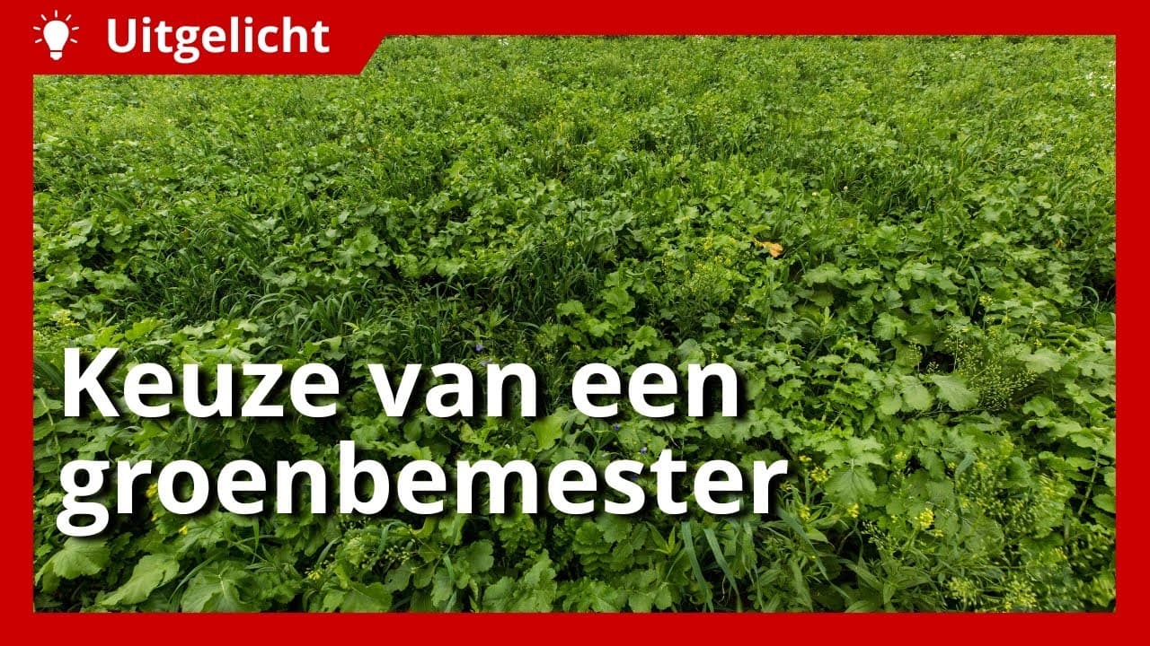 Uitgelicht | Welke groenbemester kun je het beste kiezen?