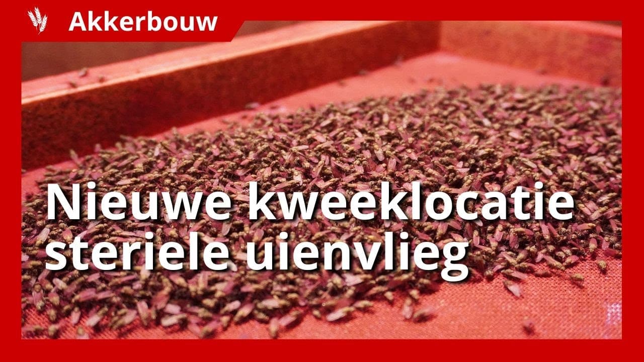 Video | Nieuwe kweeklocatie De Groene Vlieg verdrievoudigt productie steriele uienvlieg