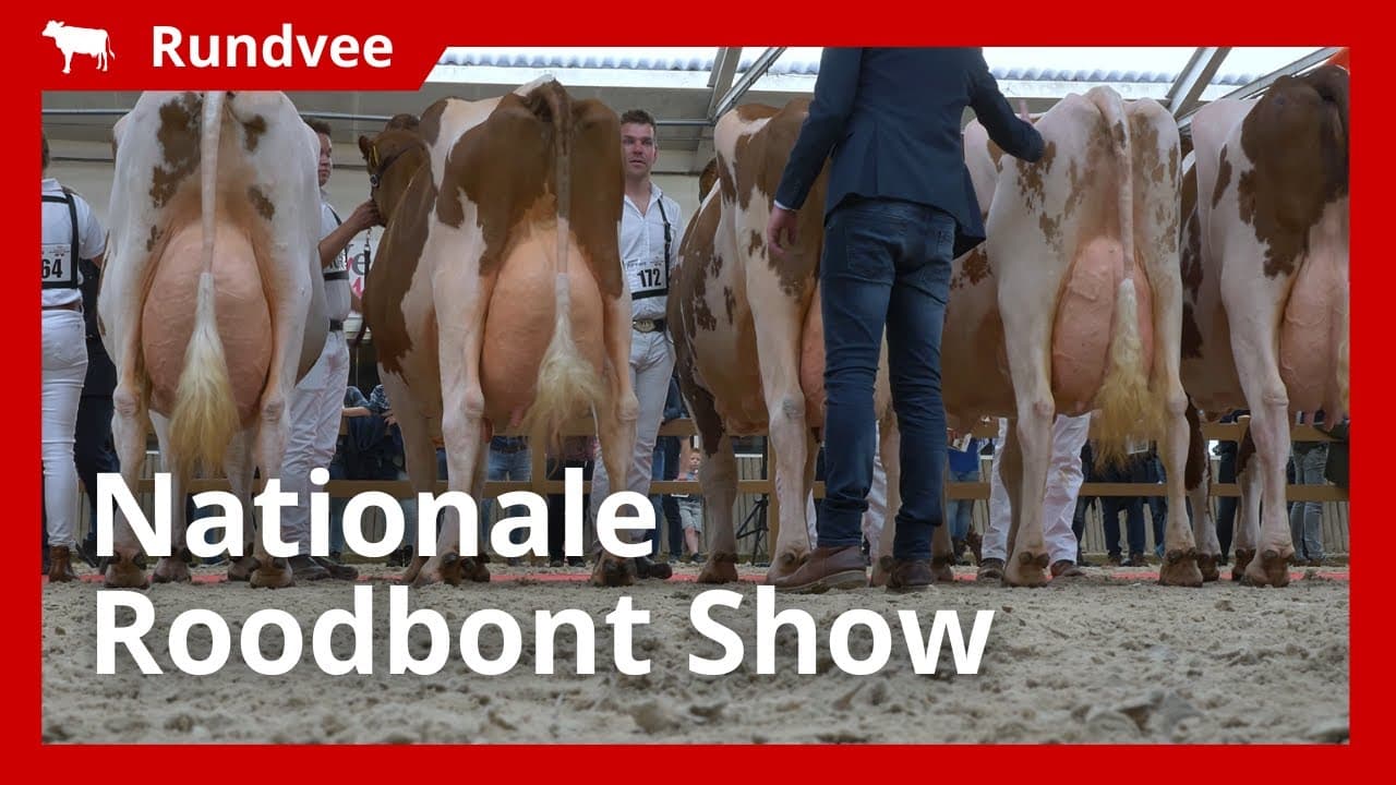 Eerste Nationale Roodbont Show in Mariënheem