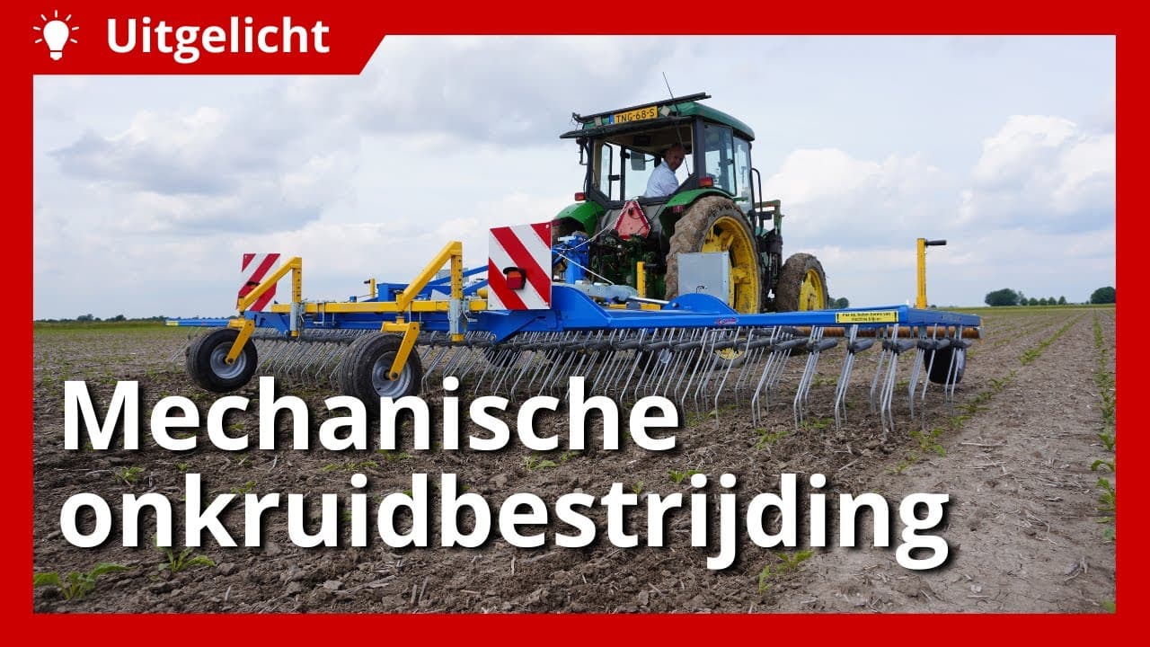 Uitgelicht | Mechanische onkruidbestrijding bij suikerbieten