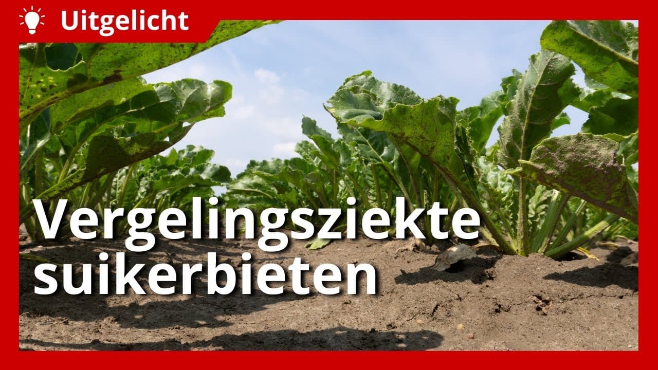 Uitgelicht | Vergelingsziekte bij suikerbieten