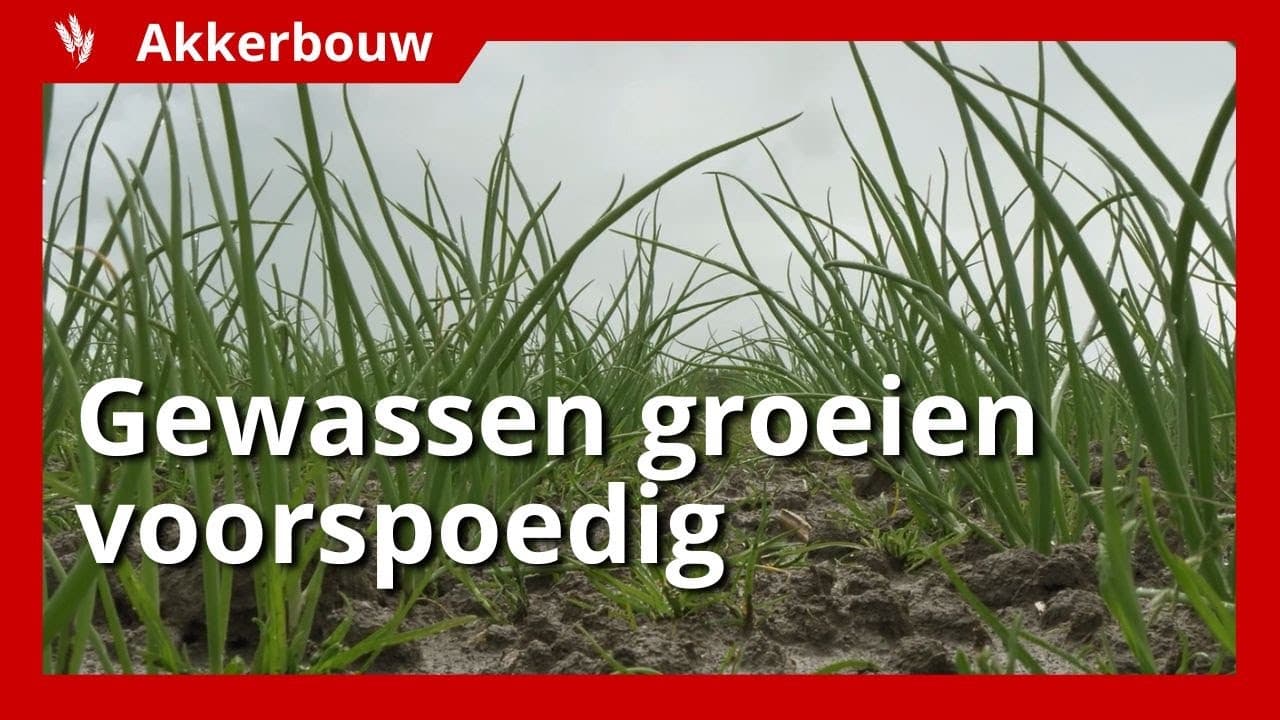 Video | Gewassen groeien ondanks wisselende weersomstandigheden goed