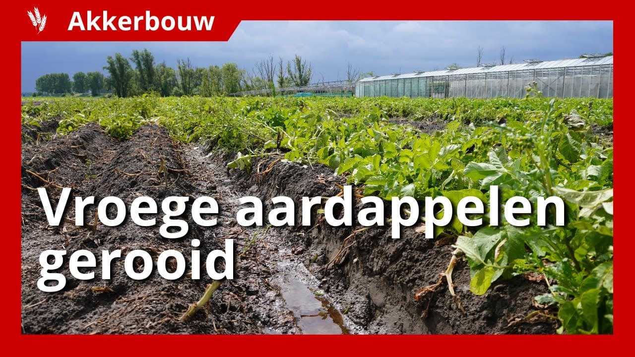 Video | Eerste vroege aardappelen gerooid in Sint-Annaland