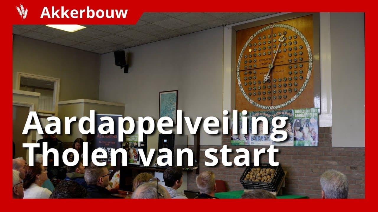 Eerste aardappelveiling Alvantho in Tholen