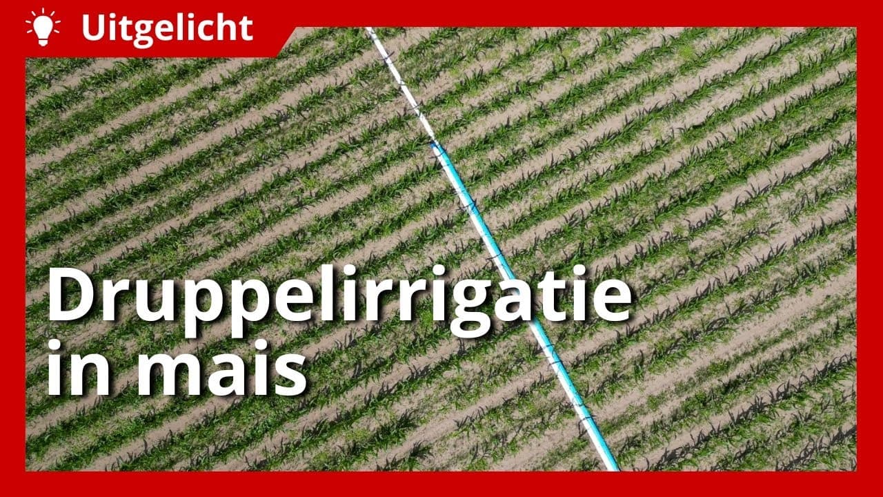 Uitgelicht | Wilry Giesen verhoogt opbrengst mais naar 21 ton met druppelirrigatie