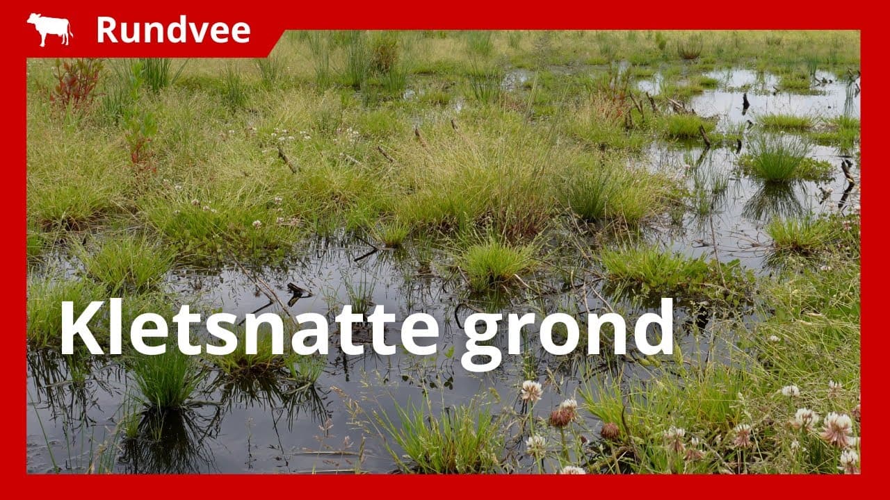 Video | Melkveehouder over natte omstandigheden: 'Eerste snede niet overal gemaaid'