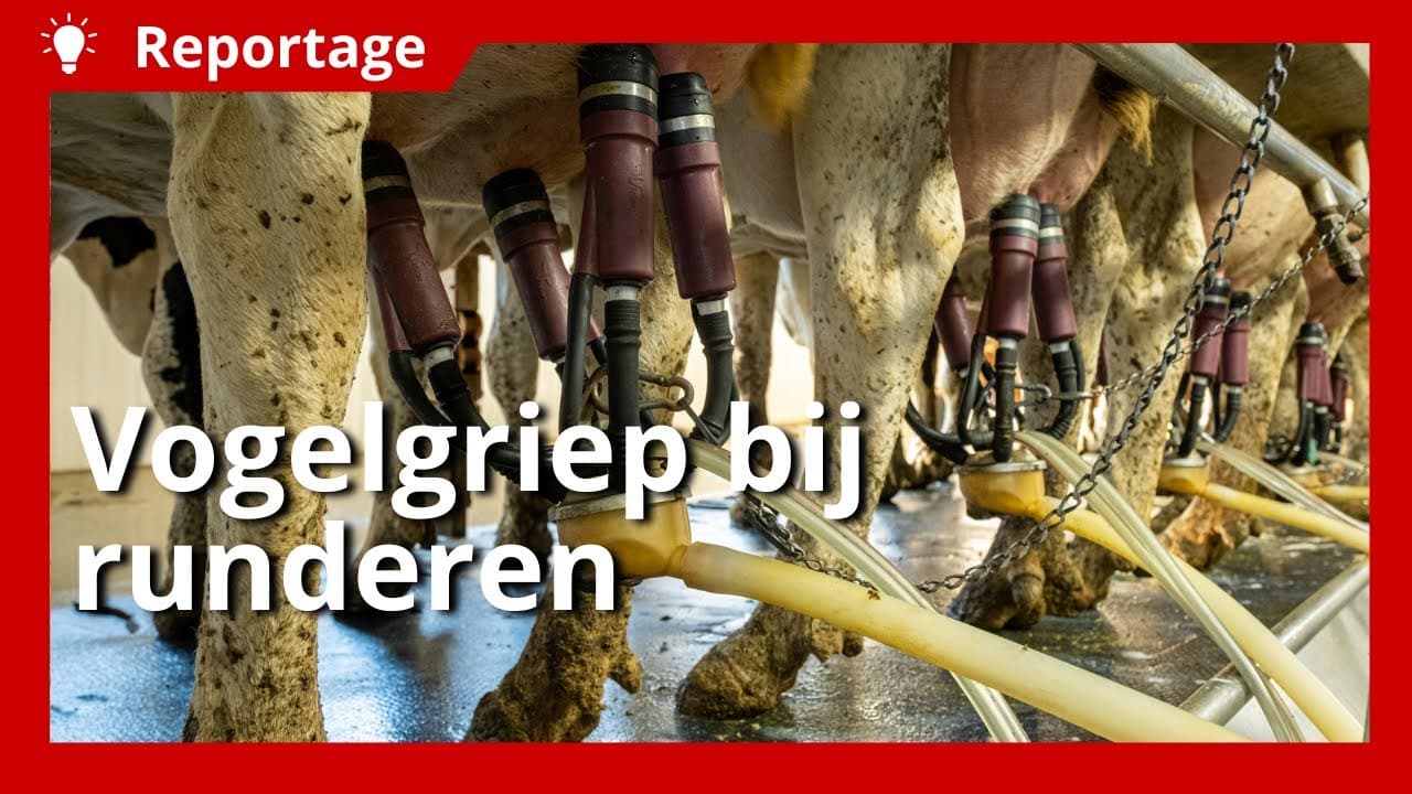 Video | Risico's vogelgriep bij koeien en mens